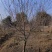 苗圃大量出售5-12公分红叶碧桃