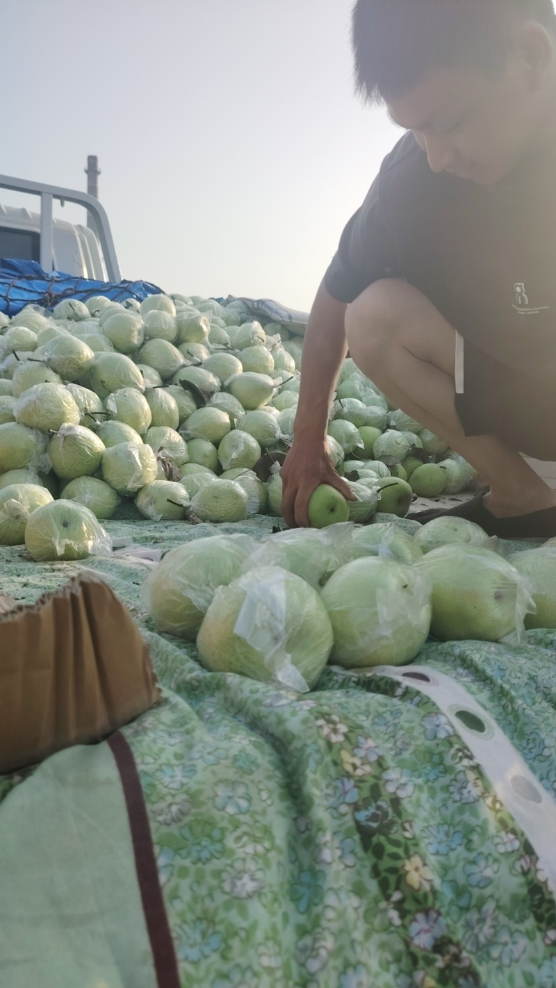 阳信鸭梨，4两～1斤统货
