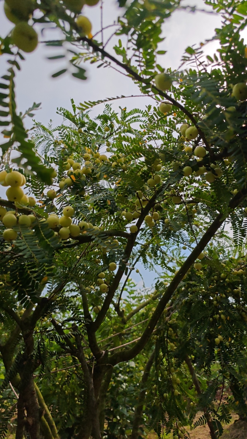潮汕新鲜油柑当季现摘青油柑回甘清爽水果潮汕特
