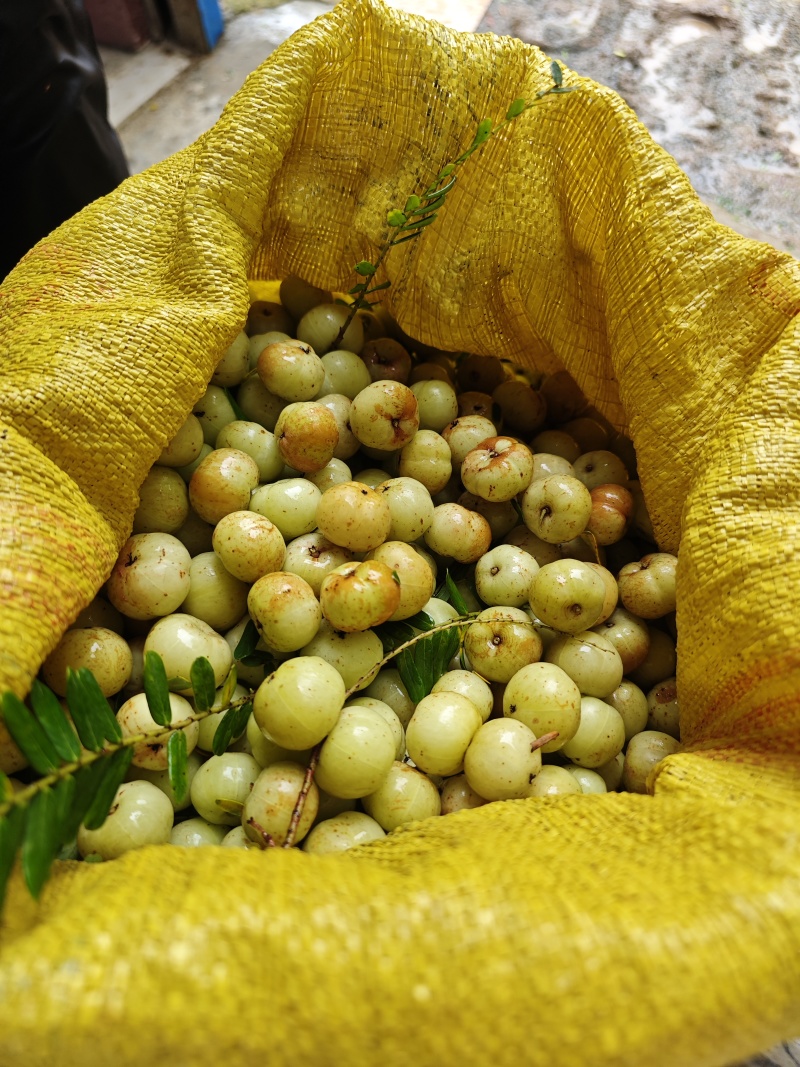 潮汕新鲜油柑当季现摘青油柑回甘清爽水果潮汕特