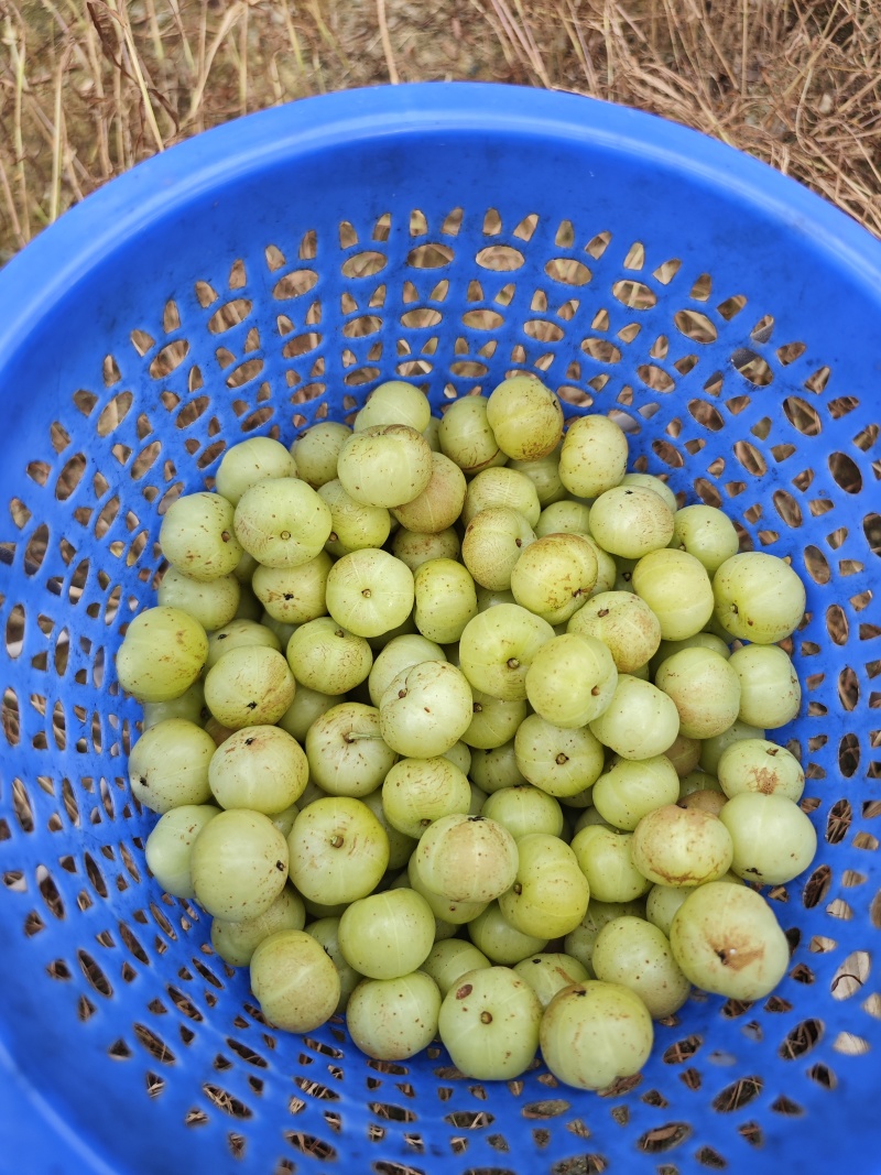 潮汕新鲜油柑当季现摘青油柑回甘清爽水果潮汕特