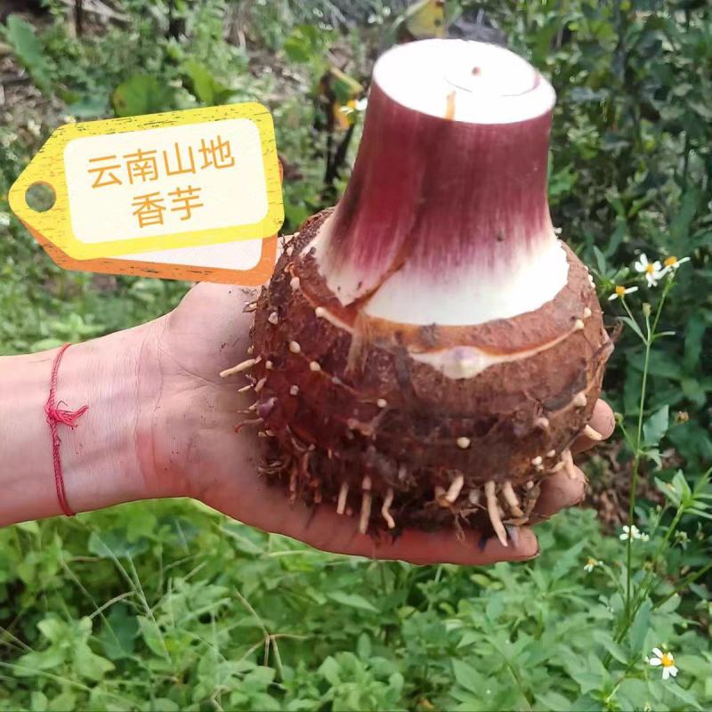 云南人头芋头新鲜上市产地货源价格实惠靠谱欢迎来电洽谈