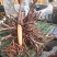 油芍种苗
