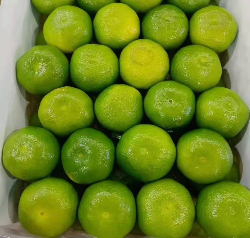 宜昌蜜橘