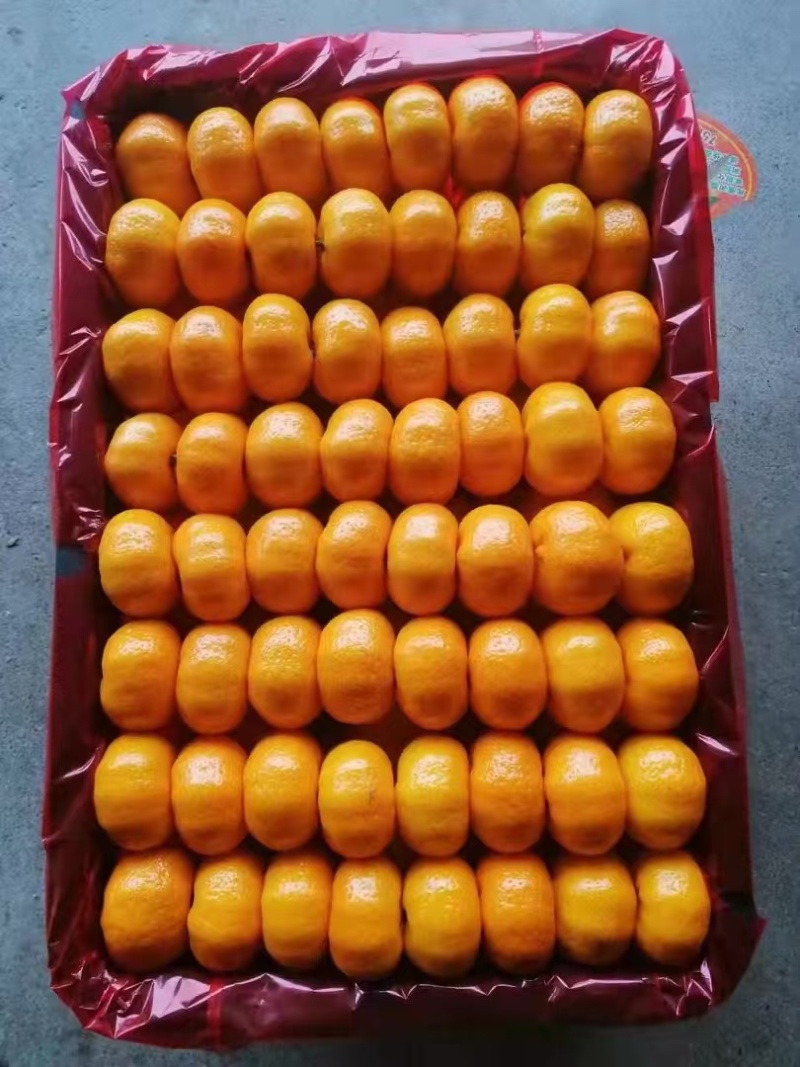 宜昌蜜橘