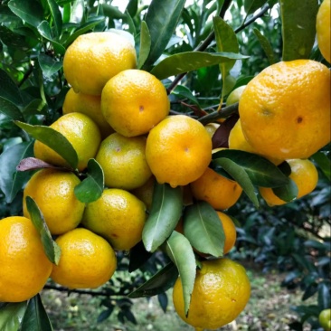 宜昌蜜橘