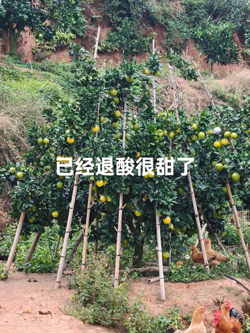 江西赣南脐橙，果园直采，欢迎预订，价格好说