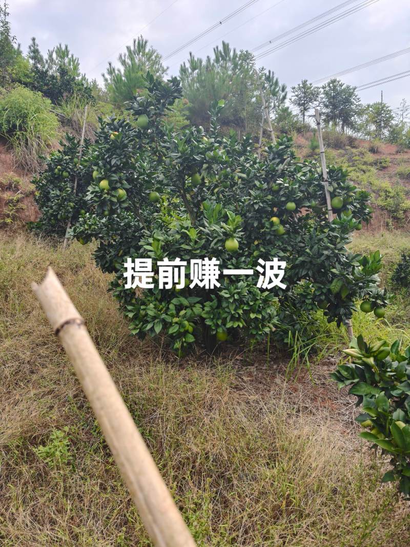 江西赣南脐橙，果园直采，欢迎预订，价格好说