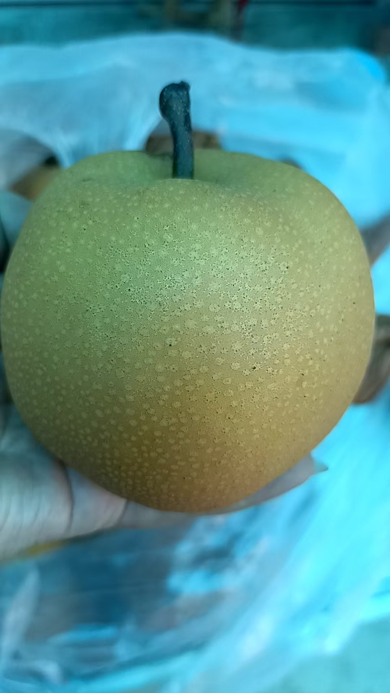 秋月梨3两～1斤的统货