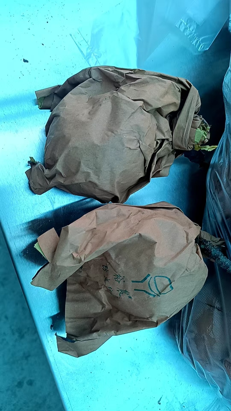 秋月梨3两～1斤的统货