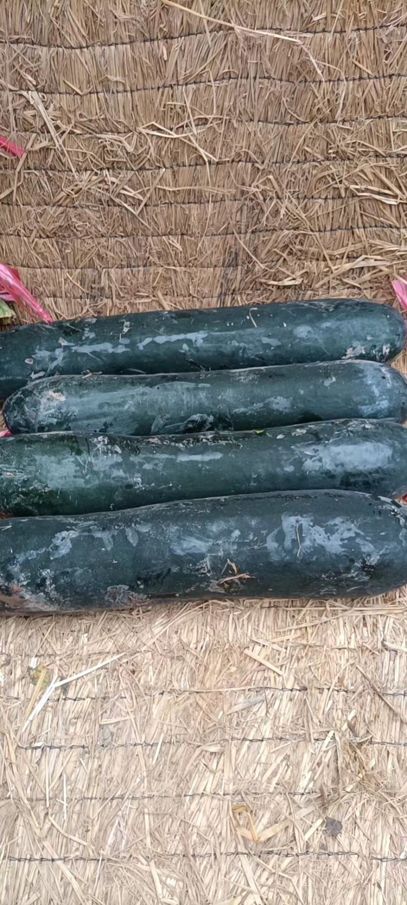 大棚吊冬瓜地冬瓜个大条直皮毛亮大量现货一手货源并有专业团