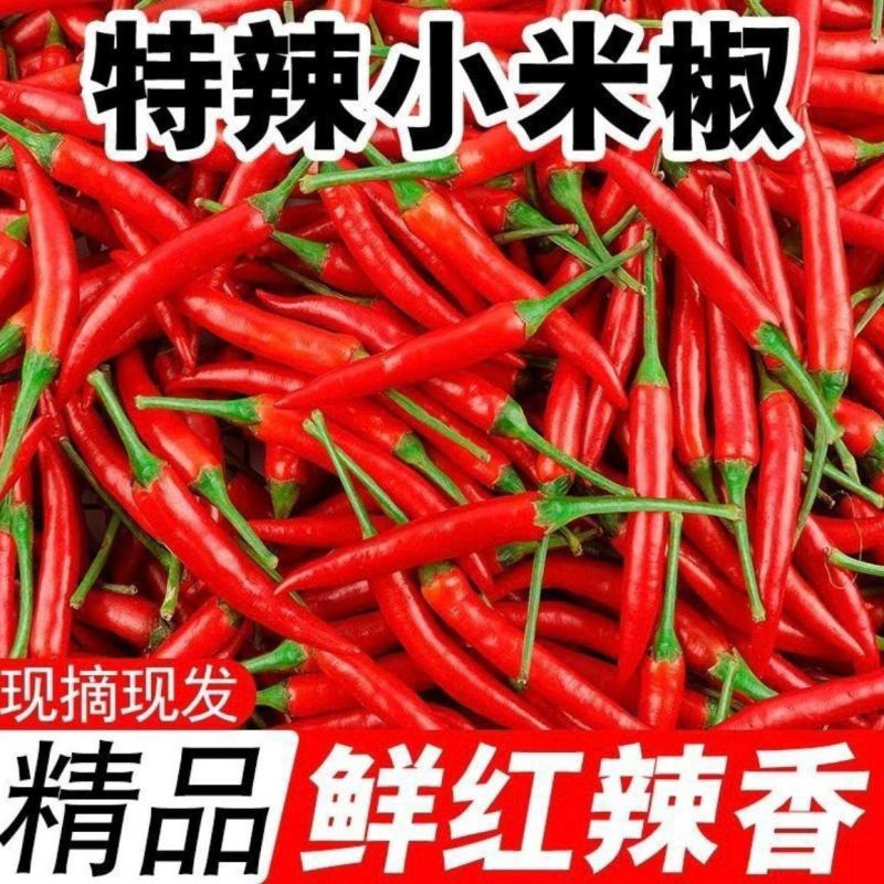 精品小米椒今日报价，适合电商超市各大市场需要的请联系