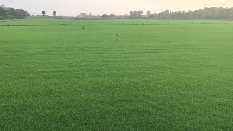 黑麦草，土坪混播黑麦草产地直供一手货源欢迎咨询