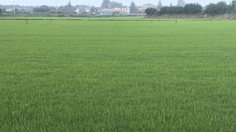 黑麦草，土坪混播黑麦草产地直供一手货源欢迎咨询