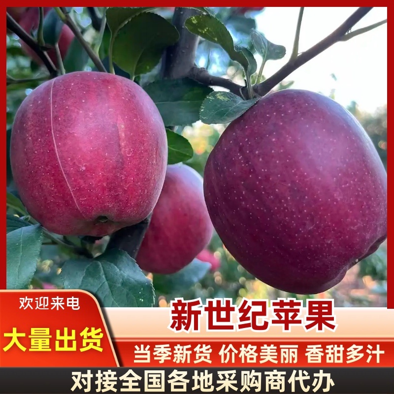 苹果新世纪苹果云南昭通苹果大量上市，口感清脆，欢迎来电