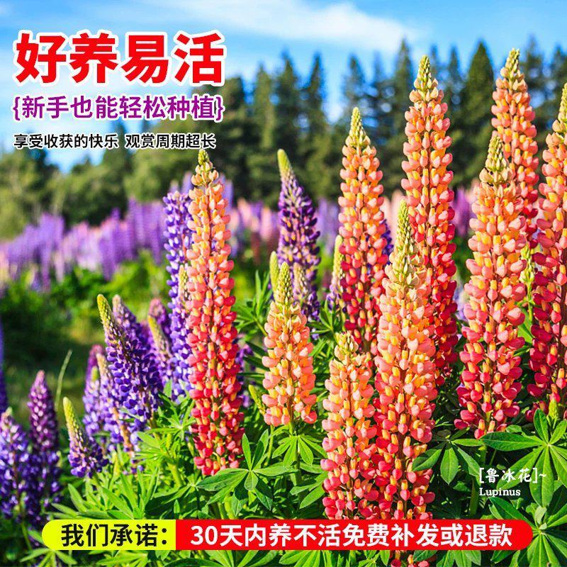 鲁冰花种子四季种易活花籽羽扁豆种籽多年生宿根庭院室外观赏