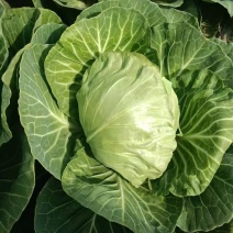 白菜产地直销一手货源货源充足保证质量