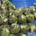 大闸蟹螃蟹