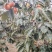 黄土高原，水晶柿子，火冠别名火葫芦，脱涩后特甜