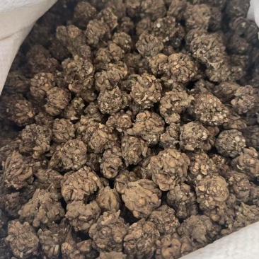 大颗粒猫爪草