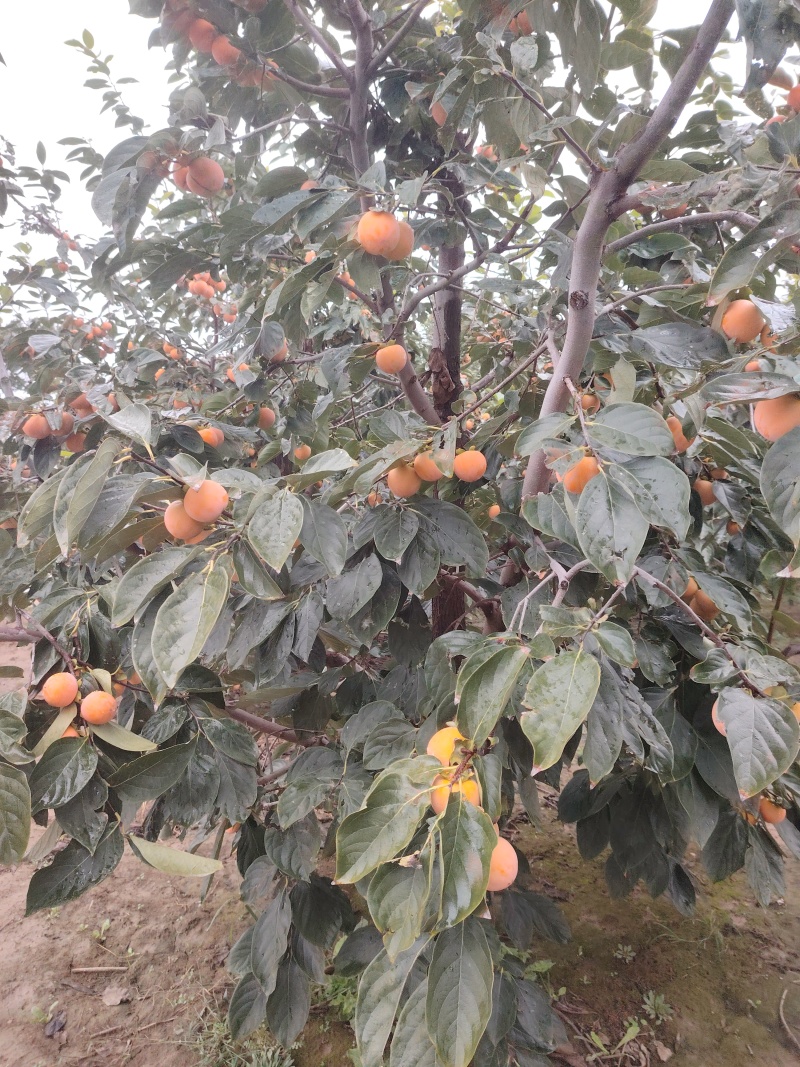 黄土高原，水晶柿子，火冠别名火葫芦，脱涩后特甜