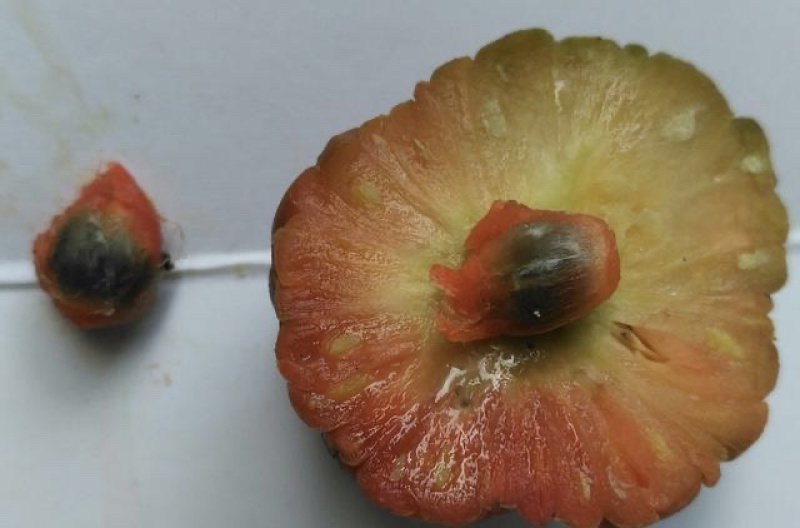 帝王果高原柘果干货颜色好大果批发低价质量保证中缅边境代发