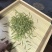 主要有，白茶黄金芽赢嘉红茶，从30到180...1100