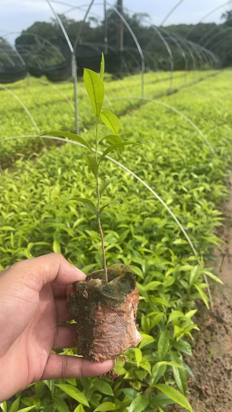 【荐】红泥沉香小布袋苗大量供应中品质好欢迎老板来电咨询