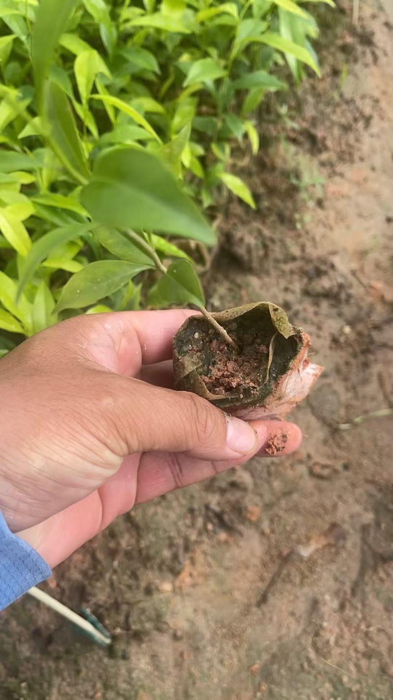 【荐】红泥沉香小布袋苗大量供应中品质好欢迎老板来电咨询
