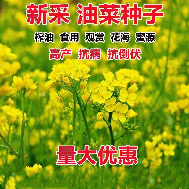 油菜花种子高产观赏食用耐寒耐旱春油菜花籽榨油菜籽景区花海
