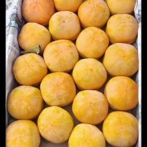 阳丰巧克力脆柿子自产自销品质有保证