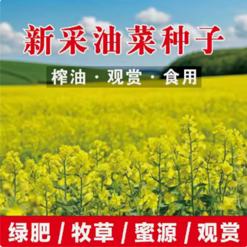 油菜花种子高产观赏食用耐寒耐旱春油菜花籽榨油菜籽景区花海