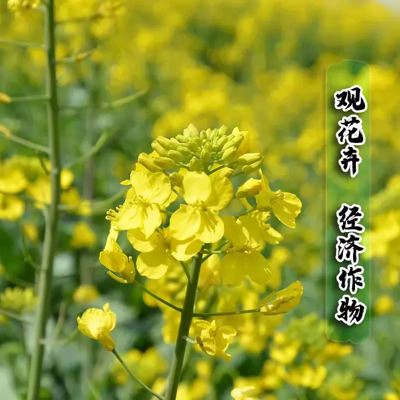 油菜花种子高产观赏食用耐寒耐旱春油菜花籽榨油菜籽景区花海