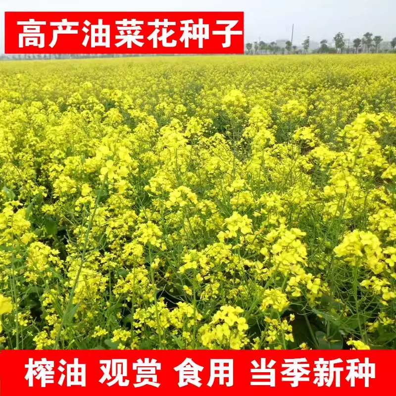 油菜花种子高产观赏食用耐寒耐旱春油菜花籽榨油菜籽景区花海