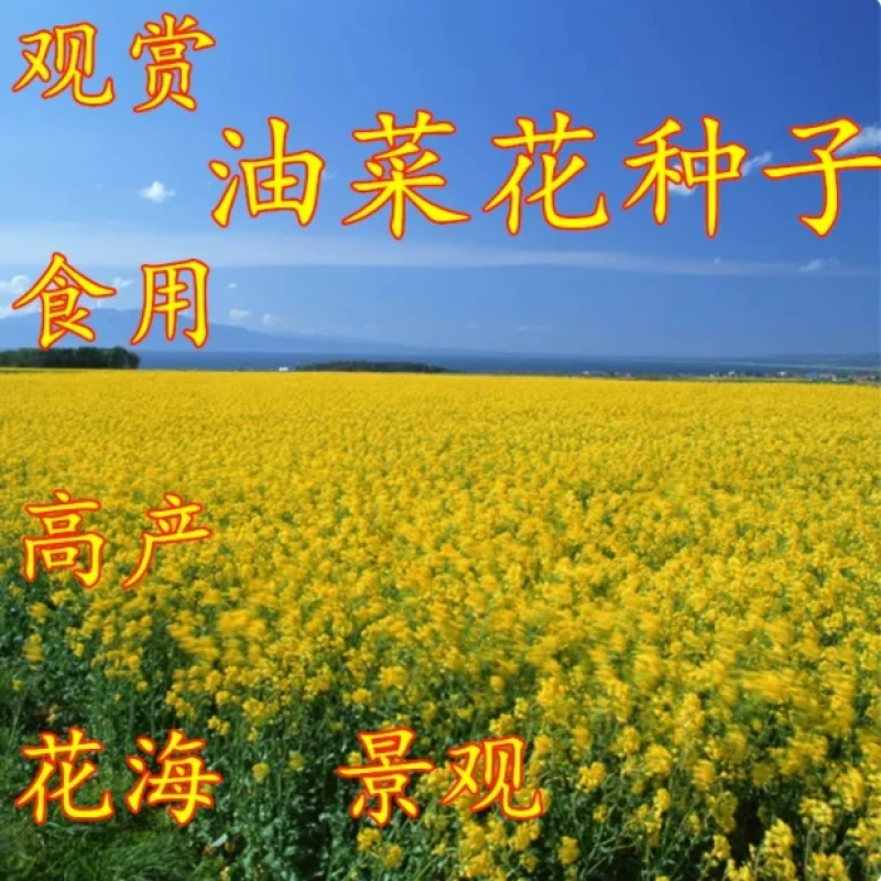 油菜花种子高产观赏食用耐寒耐旱春油菜花籽榨油菜籽景区花海