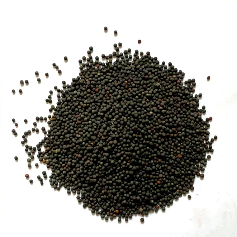 油菜花种子高产观赏食用耐寒耐旱春油菜花籽榨油菜籽景区花海