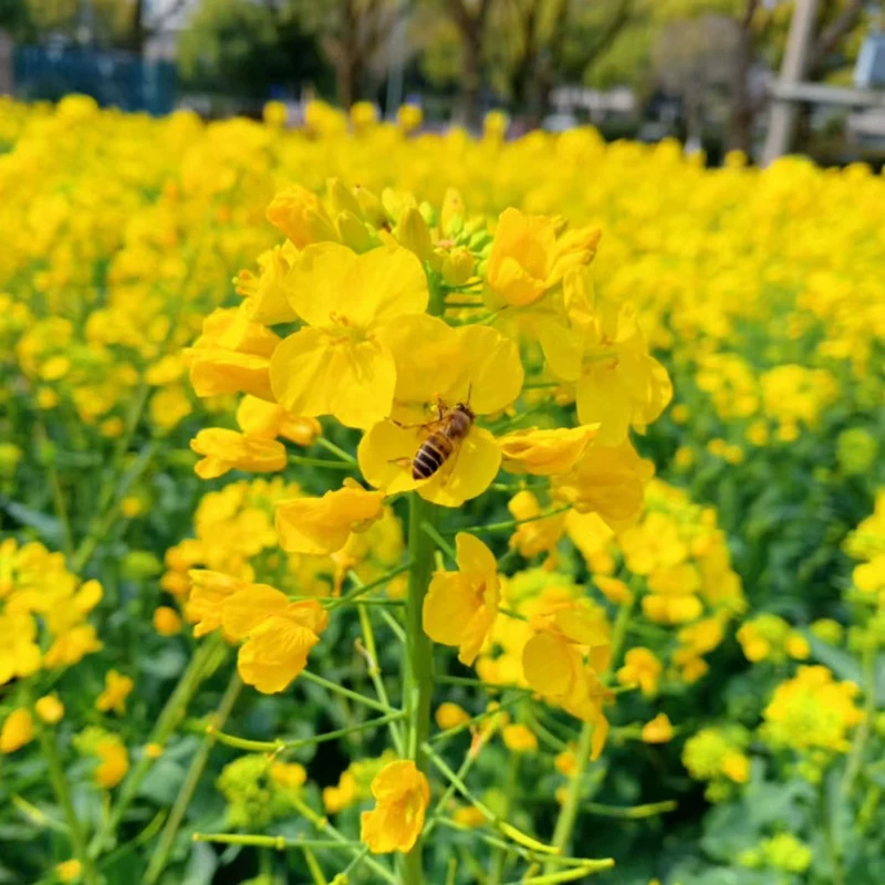 油菜花种子高产观赏食用耐寒耐旱春油菜花籽榨油菜籽景区花海
