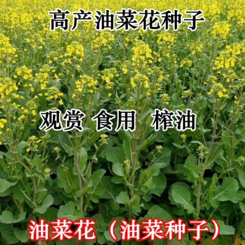 油菜花种子高产观赏食用耐寒耐旱春油菜花籽榨油菜籽景区花海