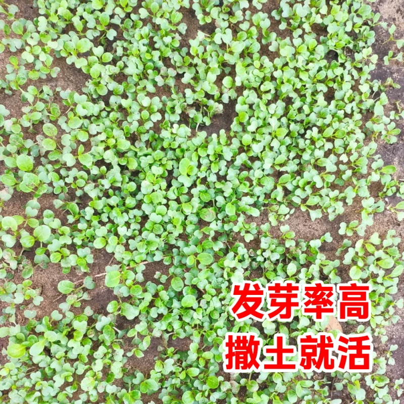 油菜花种子高产观赏食用耐寒耐旱春油菜花籽榨油菜籽景区花海