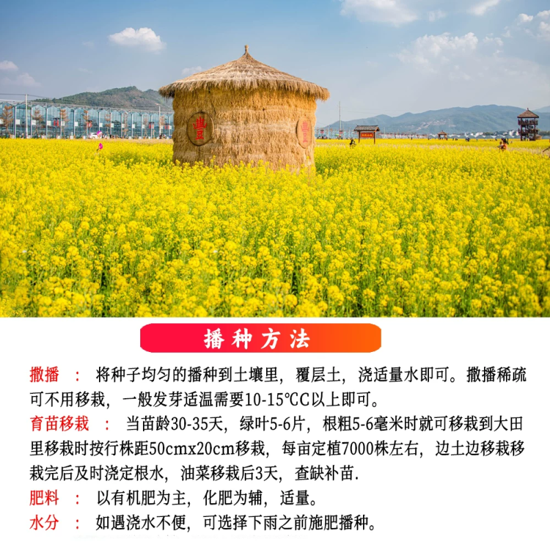 油菜花种子高产观赏食用耐寒耐旱春油菜花籽榨油菜籽景区花海