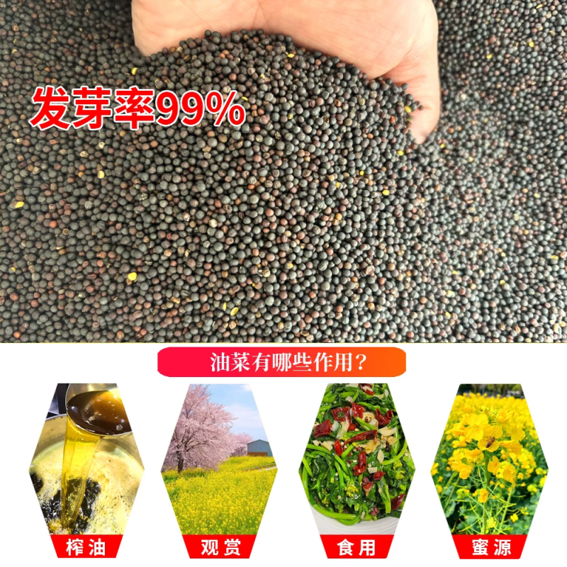 油菜花种子高产观赏食用耐寒耐旱春油菜花籽榨油菜籽景区花海