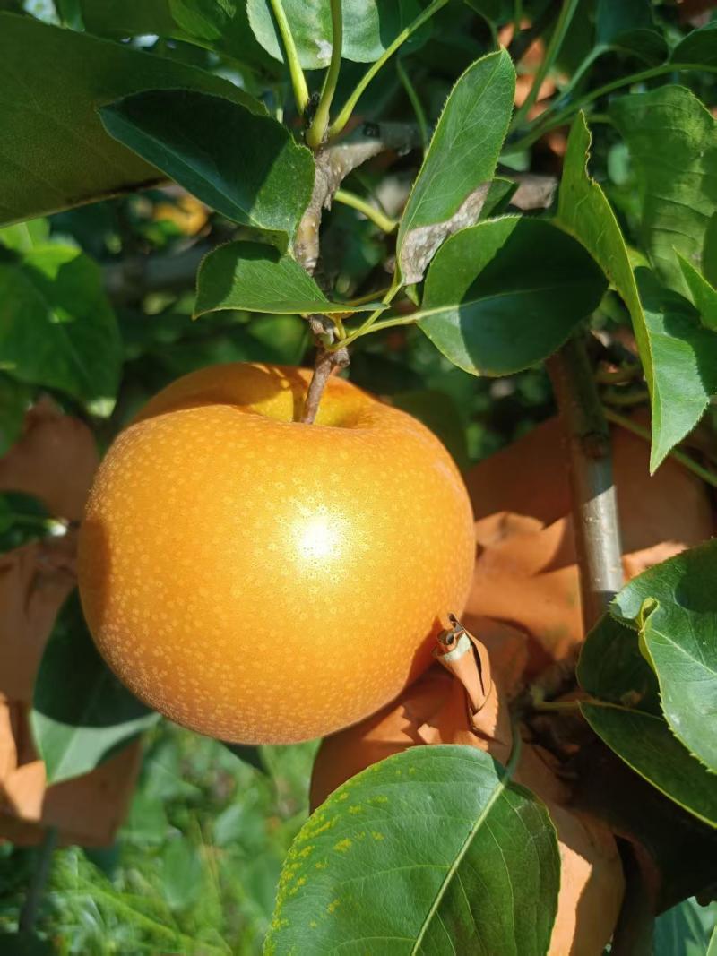 自家农场种植秋月梨，沙壤土，纸袋，自然熟
