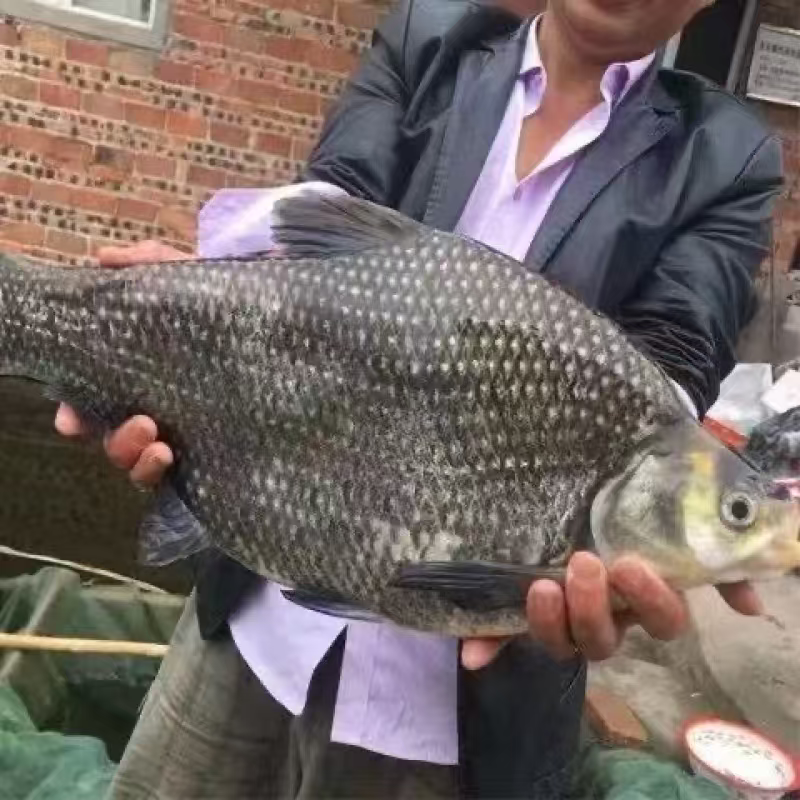 鳊鱼大量供应中对接水产市场钓场用鱼量大从优欢迎来电咨询
