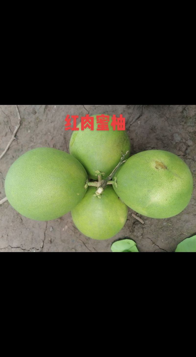 红肉蜜柚