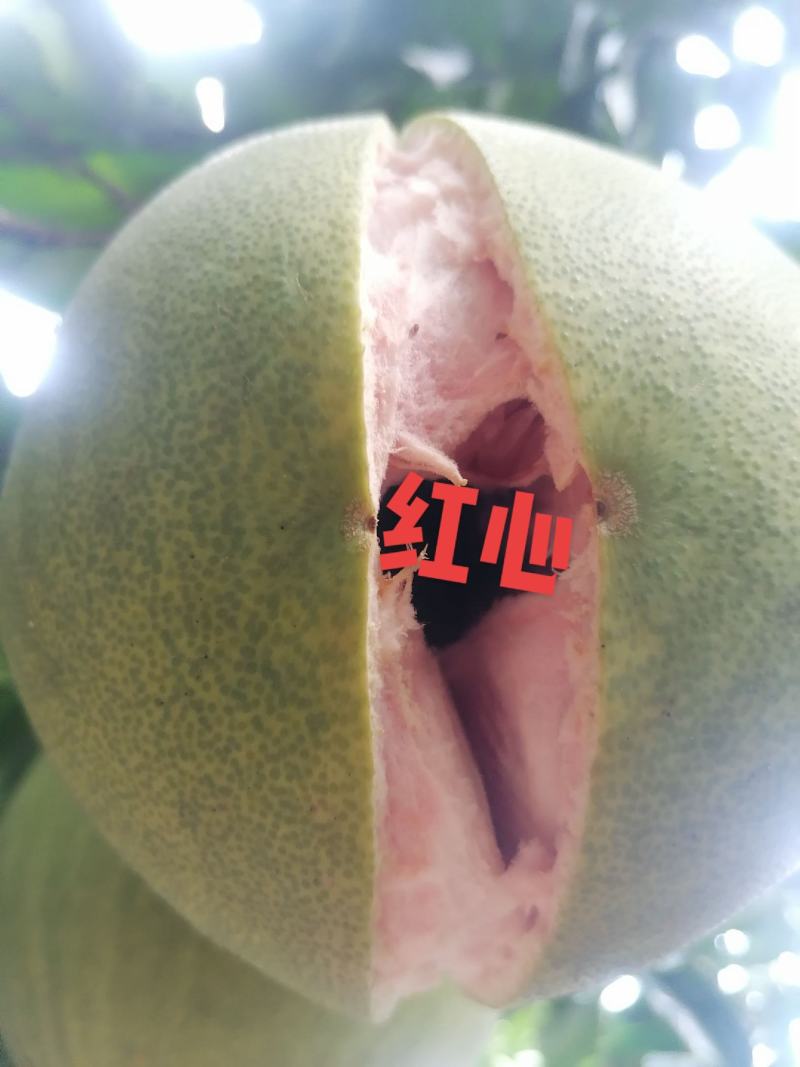红肉蜜柚