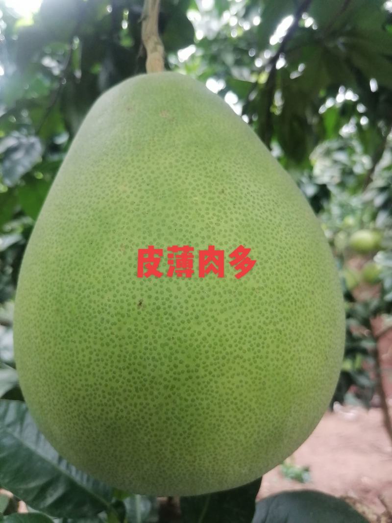 红肉蜜柚