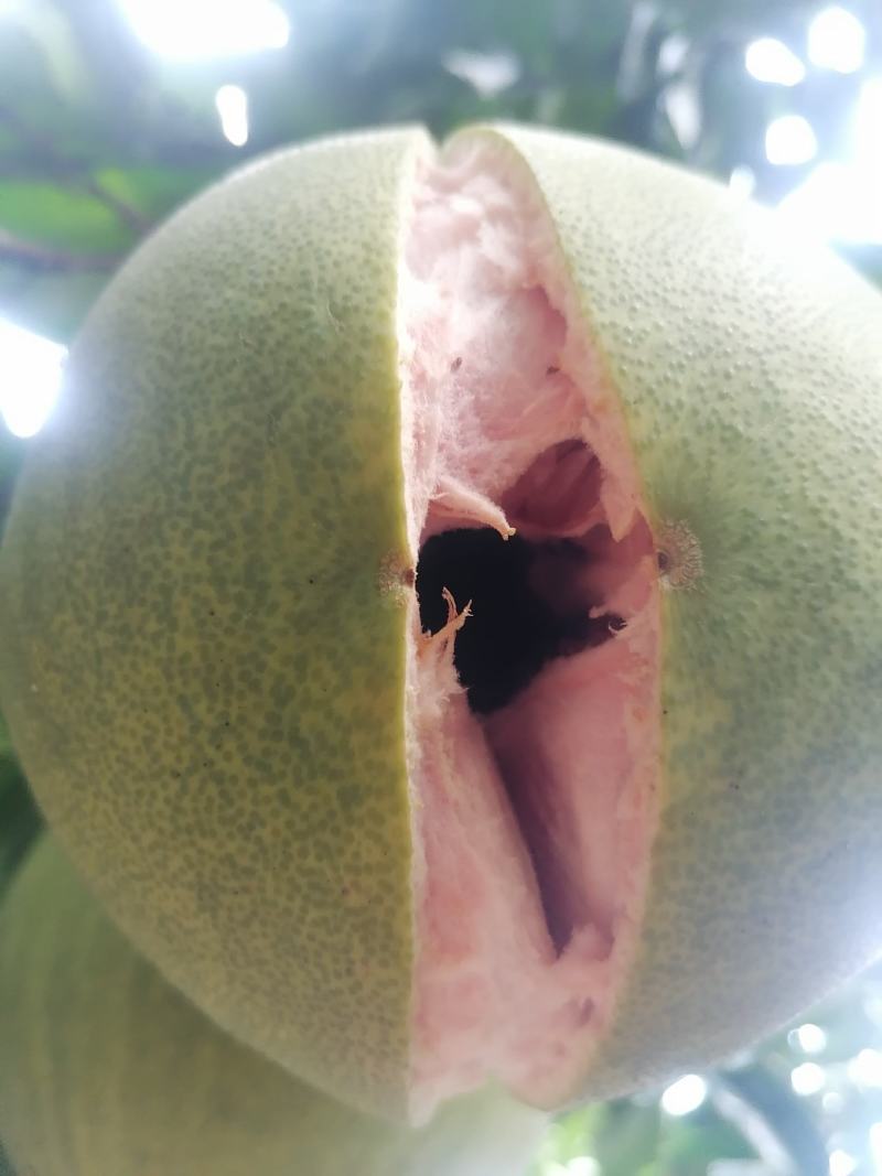 红肉蜜柚