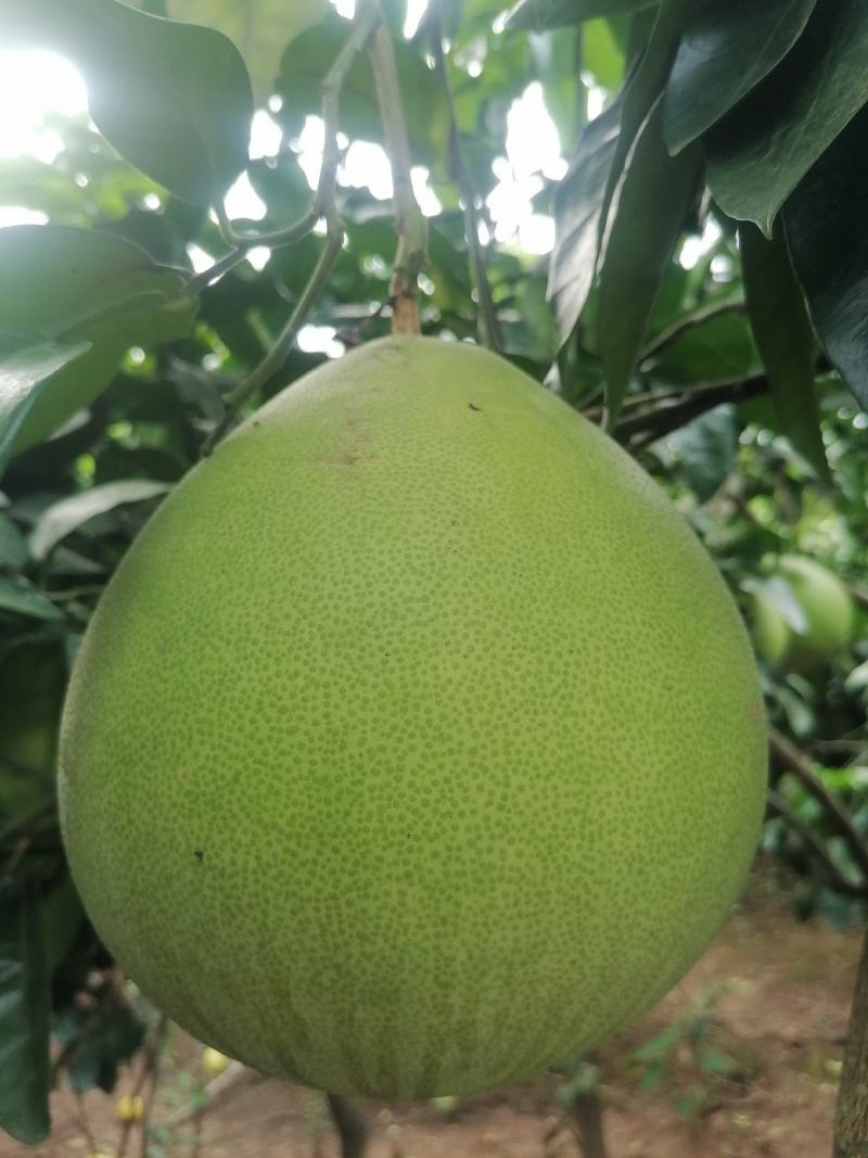 红肉蜜柚