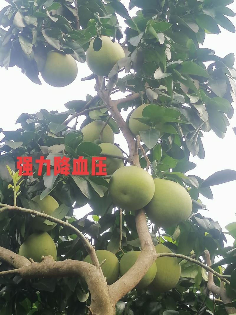 红肉蜜柚