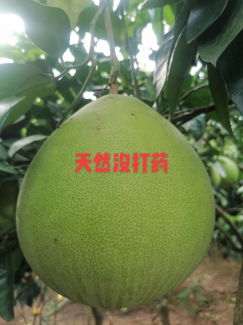 红肉蜜柚